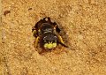 25 bijenwof Philanthus triangulum f Stalberg De Hamert_resize
